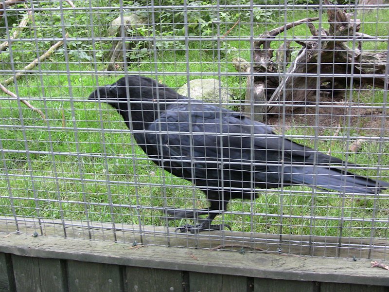 Bennas2010-0427.jpg - The Common Raven